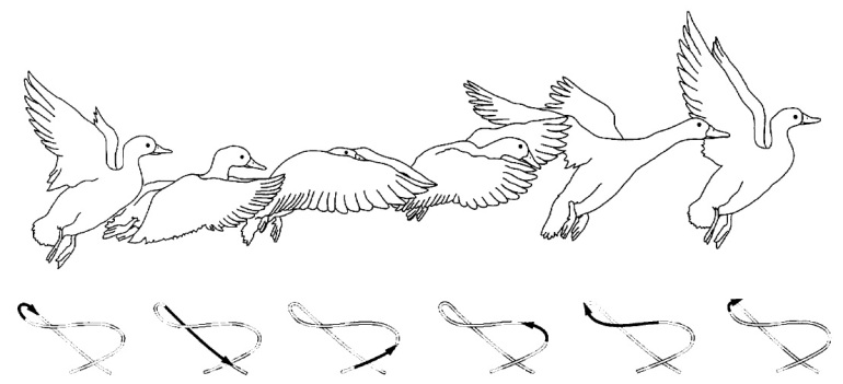 Urutan mengepak pada bebek dalam satu kali siklus. Panah hitam menunjukkan posisi sayap dan arah kepakan dalam urutan mengepak (sumber: Ornithology 2007).