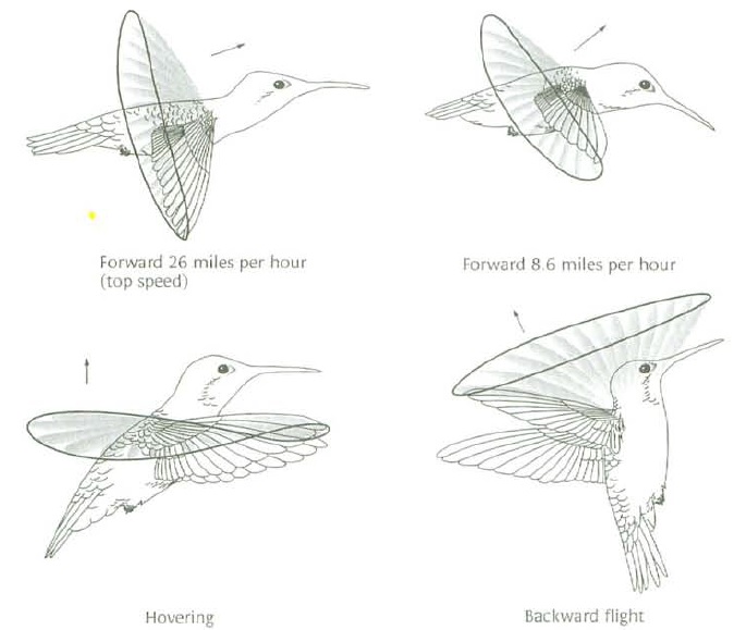 Mekanisme mengepak (flapping) pada kolibri yang memungkinkan burung mungil itu mengambang di udara dan terbang ke segala arah (sumber: Ornithology 2007).