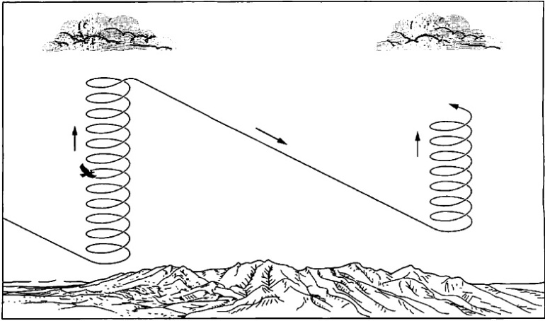 Ilustrasi terbang melayang (soaring) dengan memanfaatkan termal sebagai 'lift' untuk membumbung sebelum meluncur turun (sumber: Ornithology 2007).