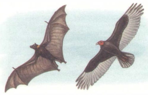 Ilustrasi perbandingan spesies Megachiroptera terbesar (Pteropus vampyrus) dan burung nasar (Cathartes aura) dengan rentang sayap hampir mencapai 2 meter